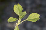 Purple amaranth